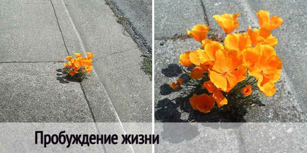 Пробуждение жизни